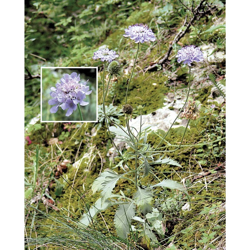 scabiosa hladnikiana host