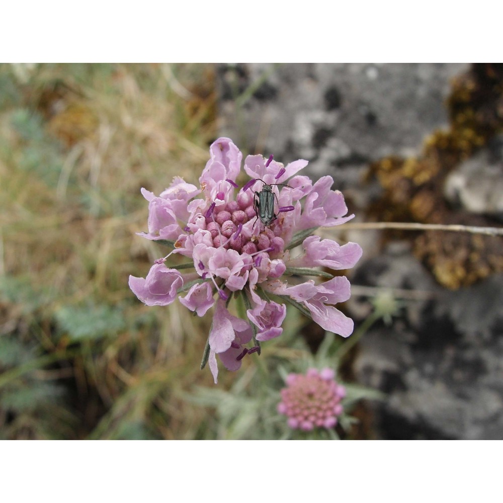 scabiosa holosericea bertol.