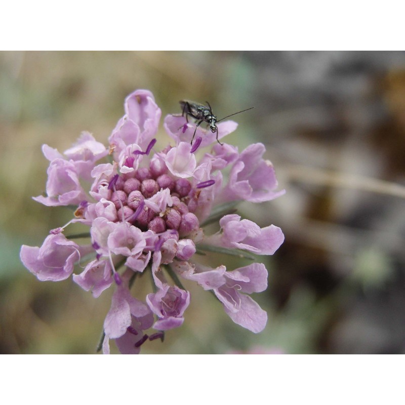 scabiosa holosericea bertol.