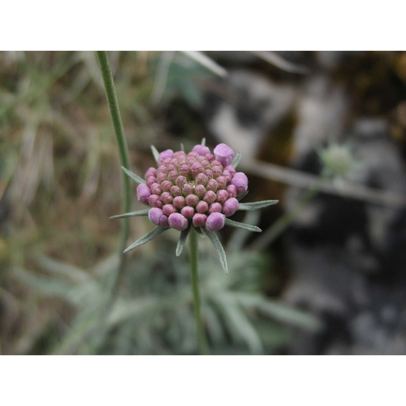 scabiosa holosericea bertol.