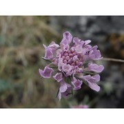 scabiosa holosericea bertol.