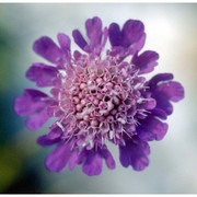 scabiosa lucida vill.