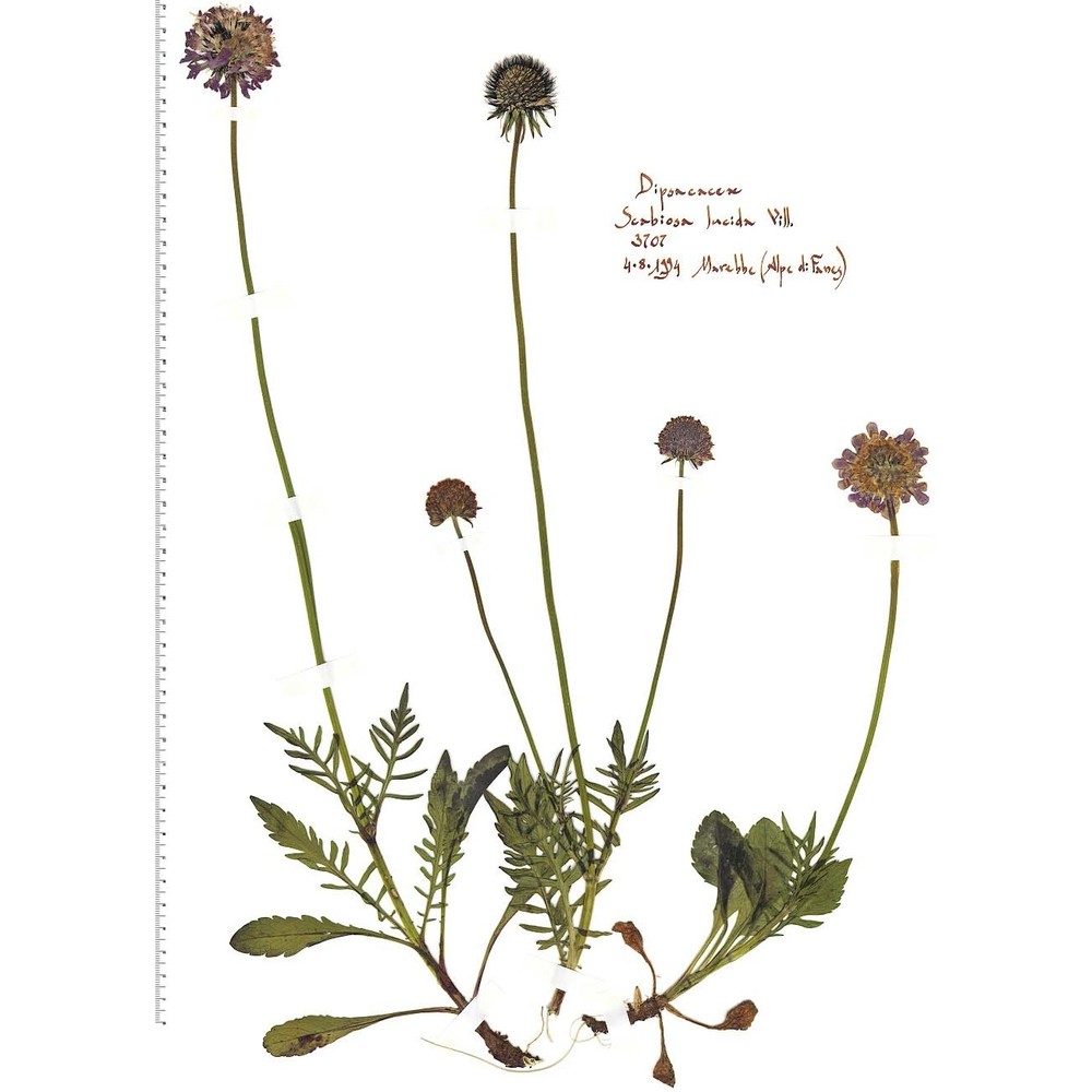 scabiosa lucida vill.