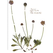 scabiosa lucida vill.