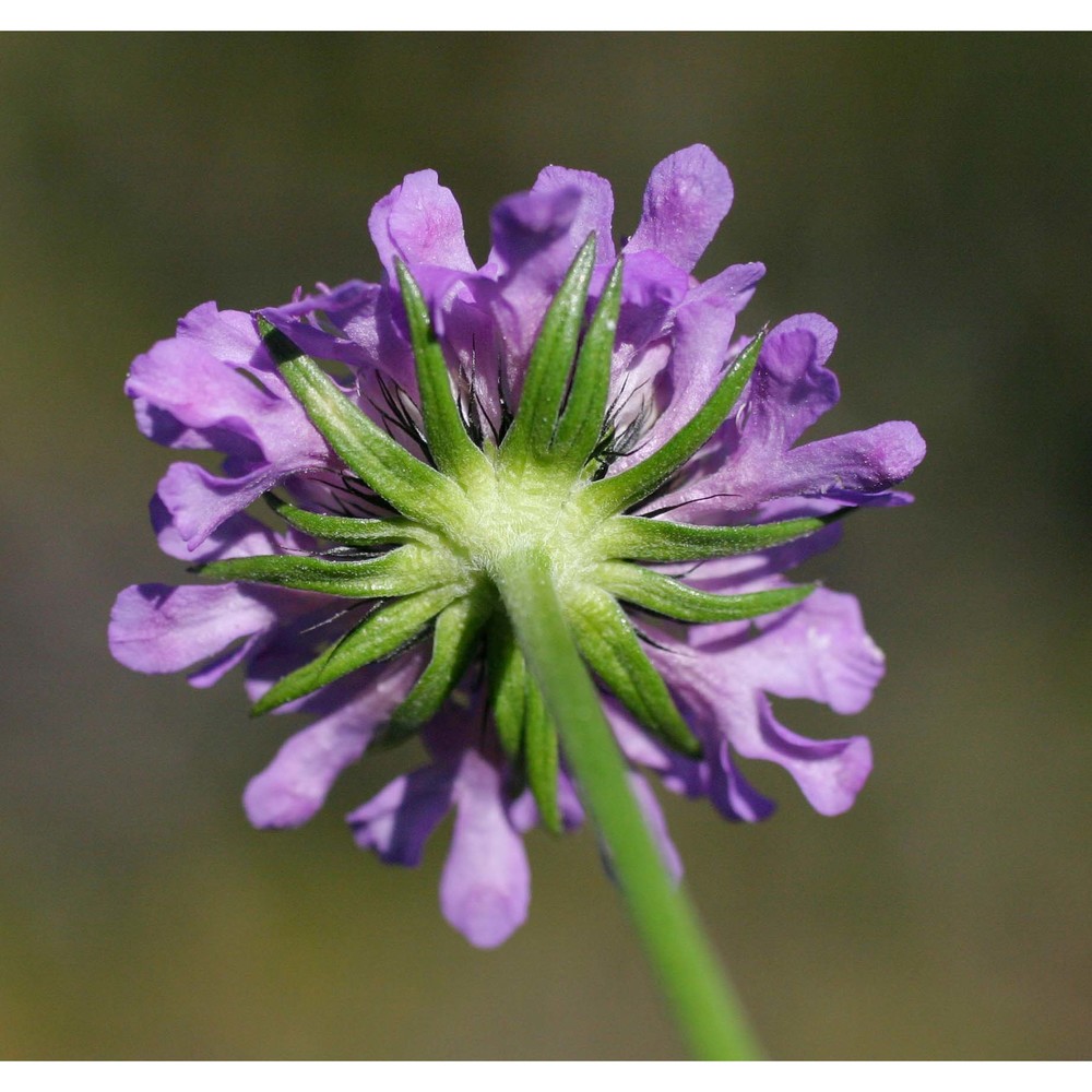 scabiosa lucida vill.