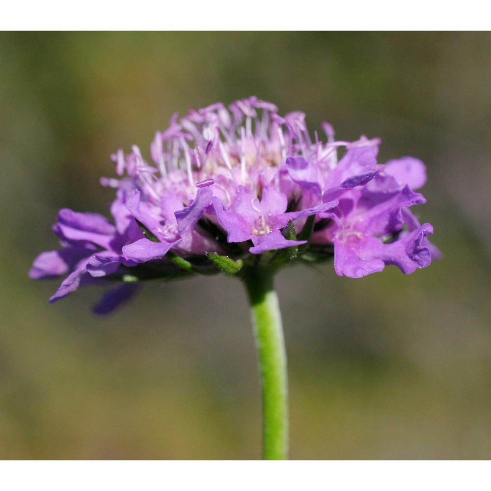 scabiosa lucida vill.