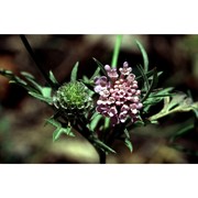 scabiosa mollissima viv.