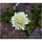 scabiosa ochroleuca l.