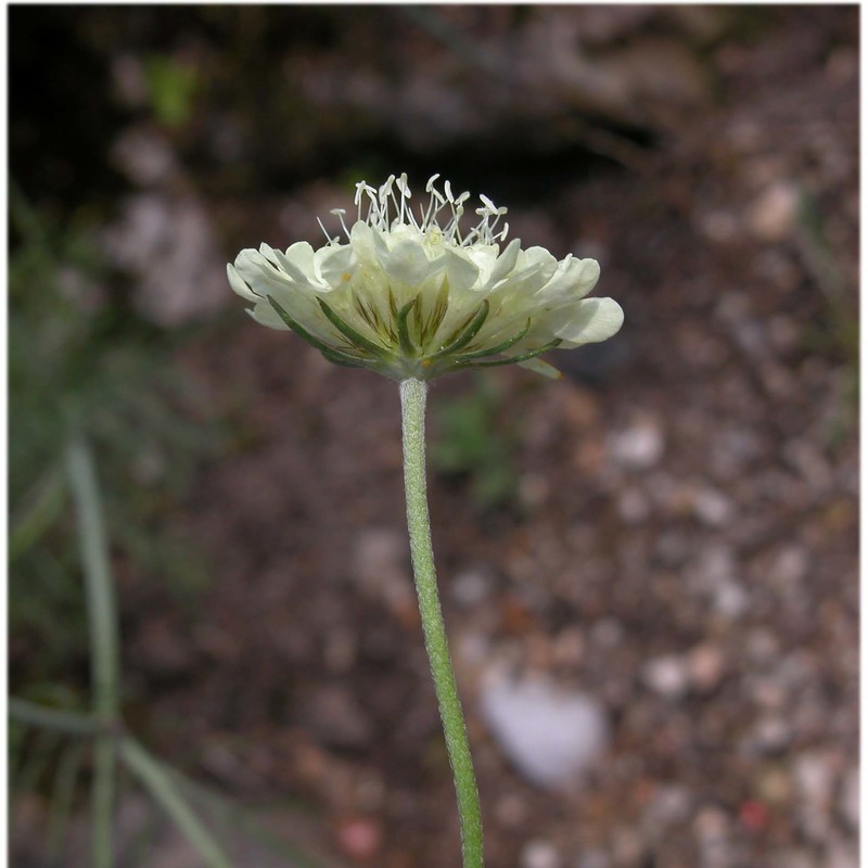 scabiosa ochroleuca l.