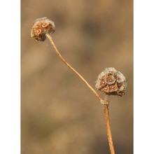 scabiosa parviflora desf.