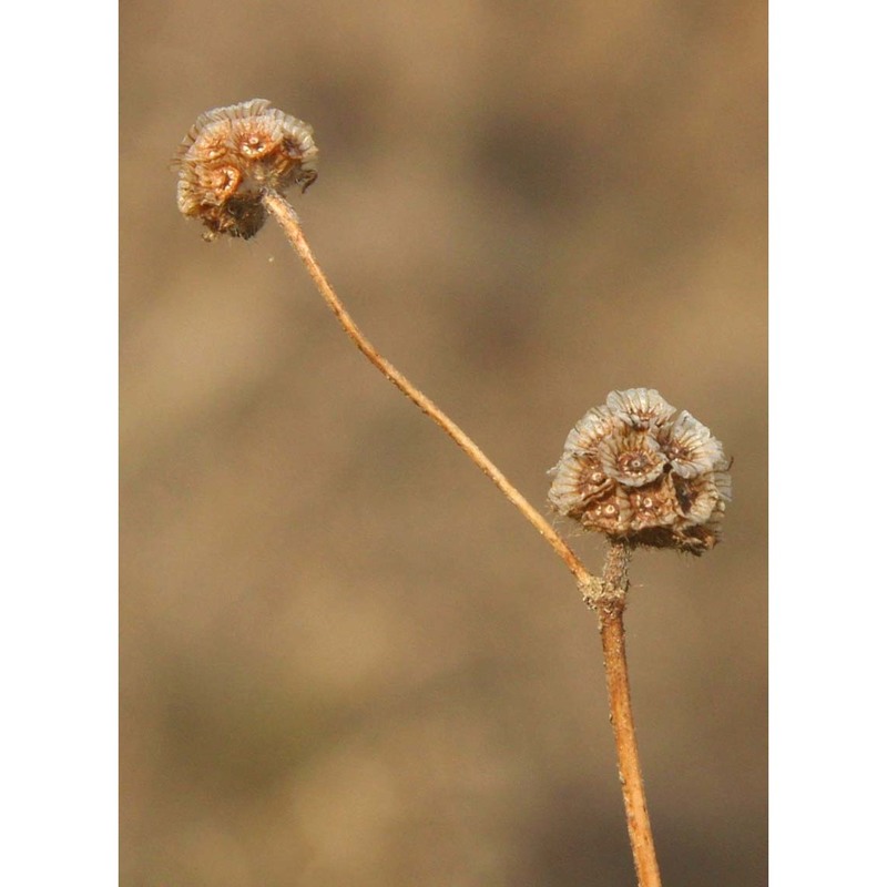 scabiosa parviflora desf.