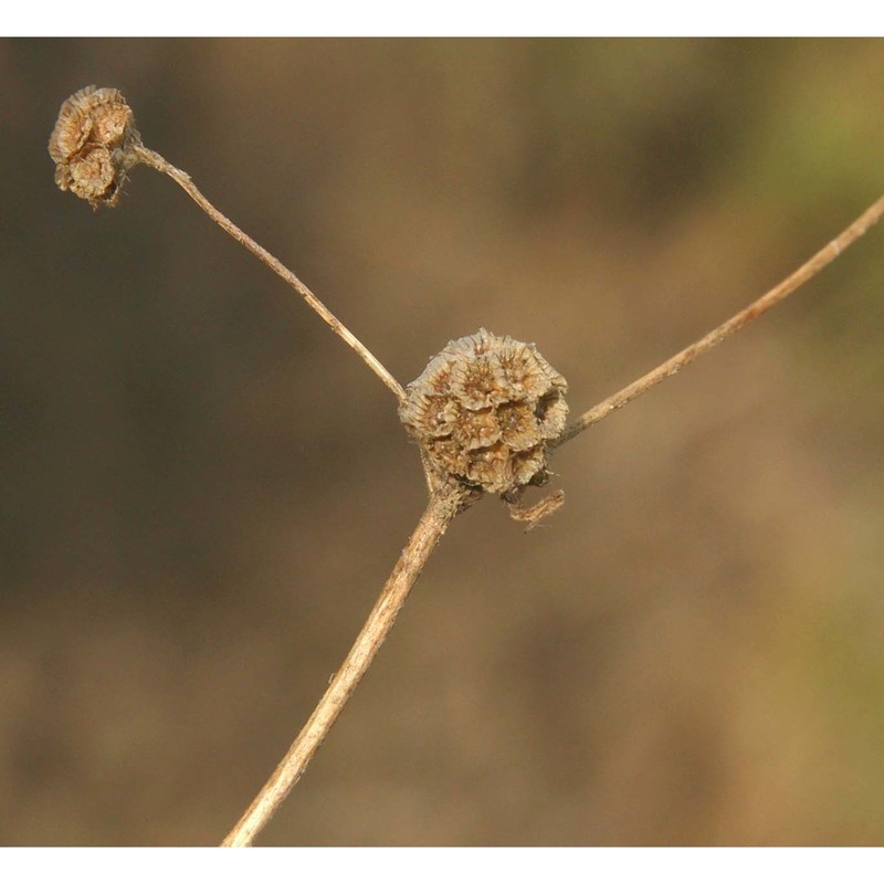 scabiosa parviflora desf.