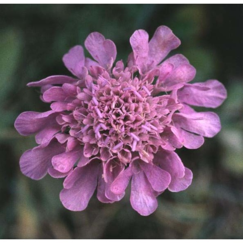 scabiosa pyrenaica all.