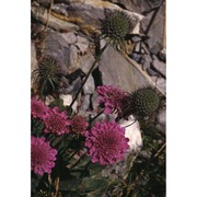 scabiosa pyrenaica all.