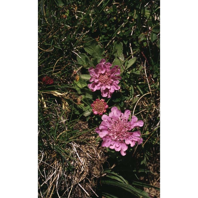 scabiosa pyrenaica all.