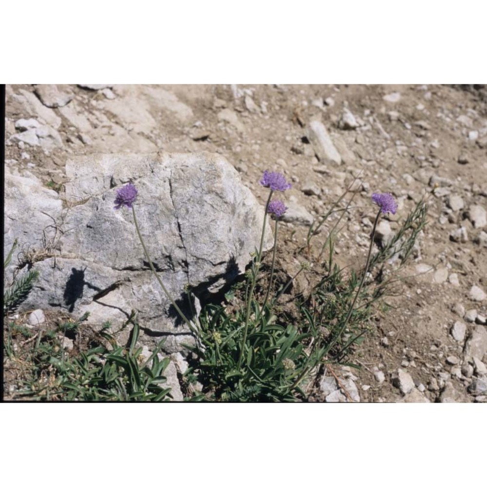 scabiosa silenifolia waldst. et kit.