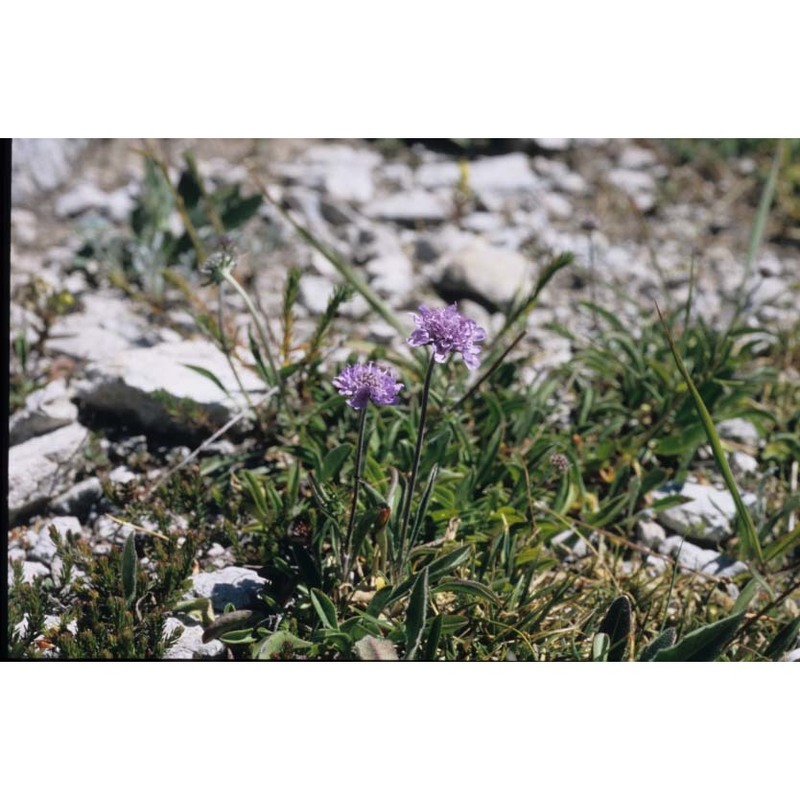 scabiosa silenifolia waldst. et kit.