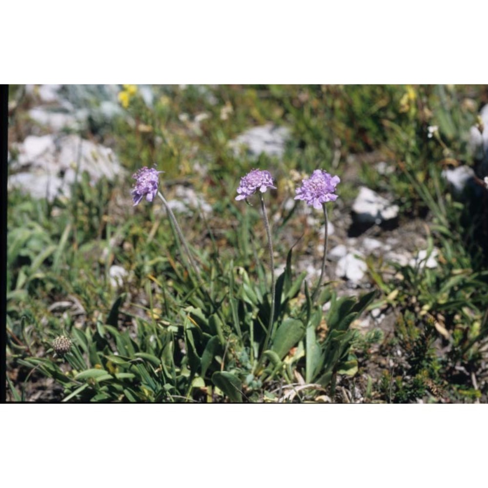 scabiosa silenifolia waldst. et kit.