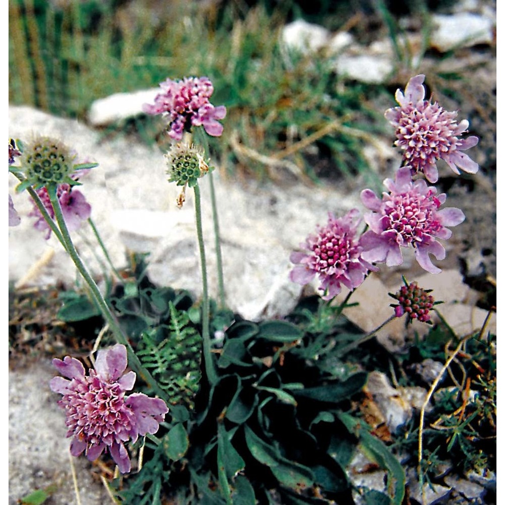 scabiosa silenifolia waldst. et kit.