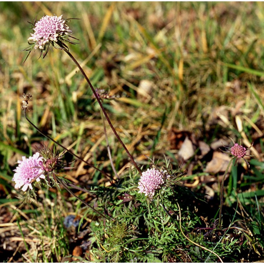 scabiosa triandra l.