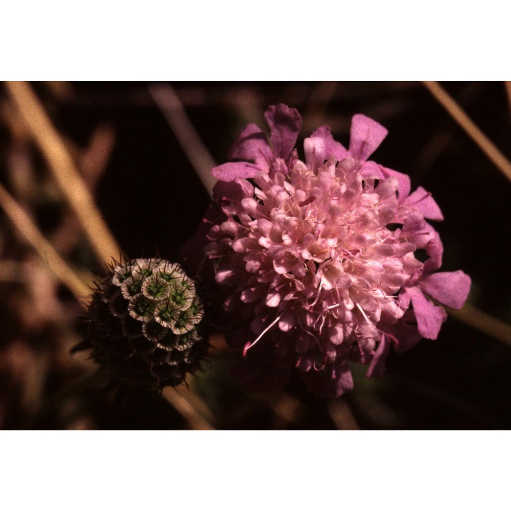 scabiosa triandra l.