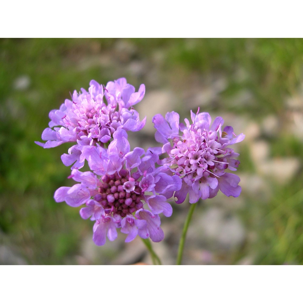 scabiosa triandra l.