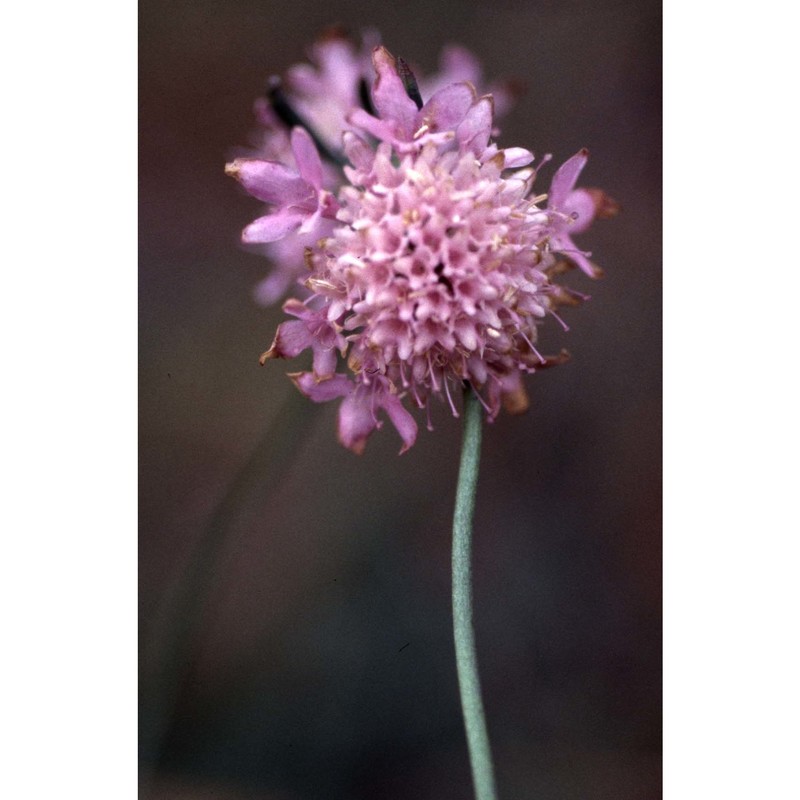 scabiosa uniseta savi