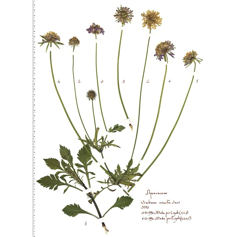 scabiosa uniseta savi