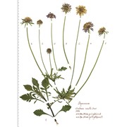 scabiosa uniseta savi