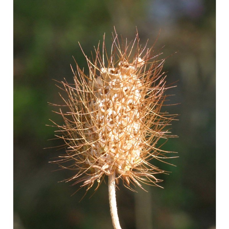 scabiosa uniseta savi