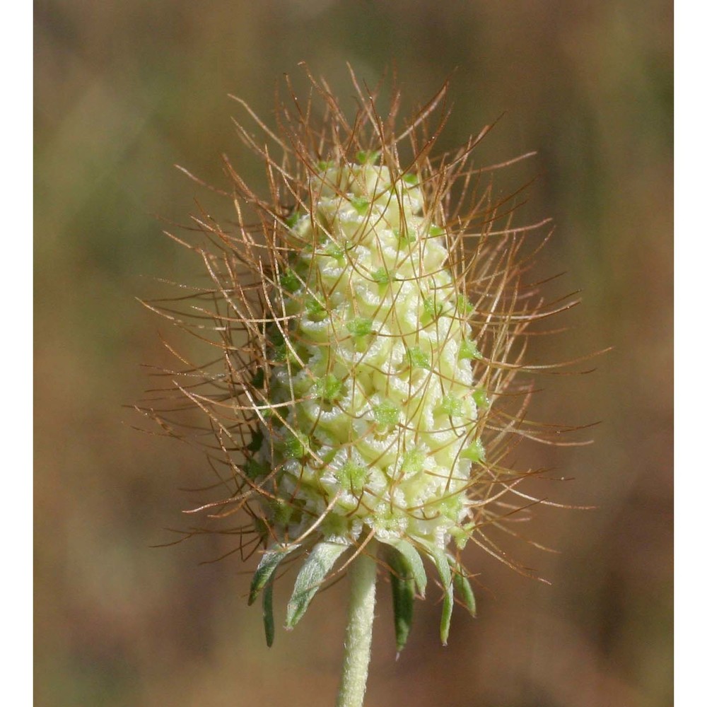 scabiosa uniseta savi