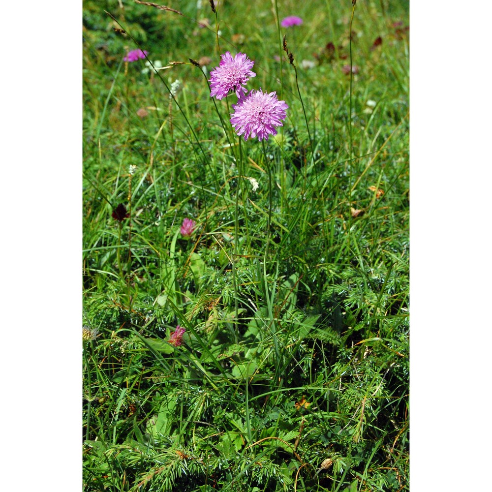 scabiosa velenovskyana bobrov