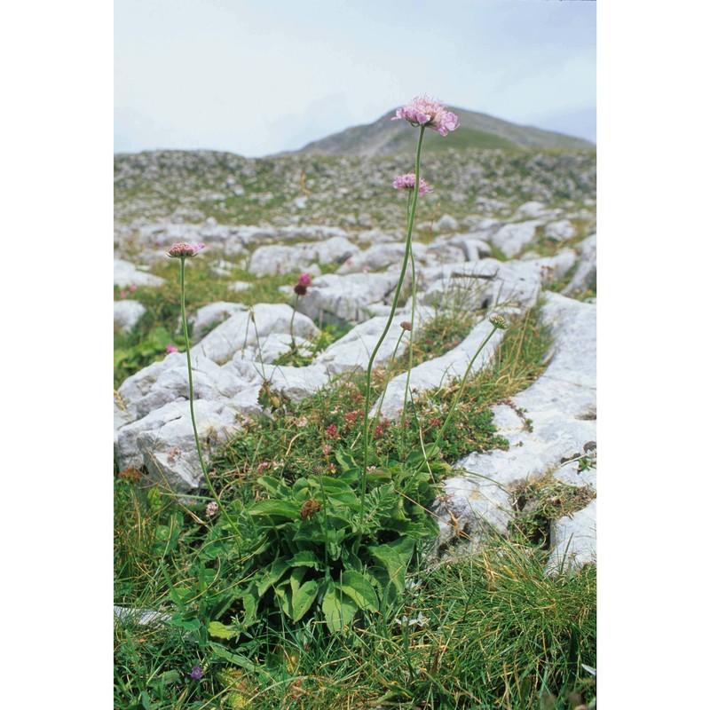 scabiosa velenovskyana bobrov