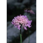 scabiosa velenovskyana bobrov