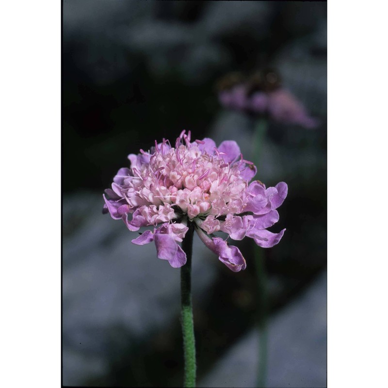 scabiosa velenovskyana bobrov