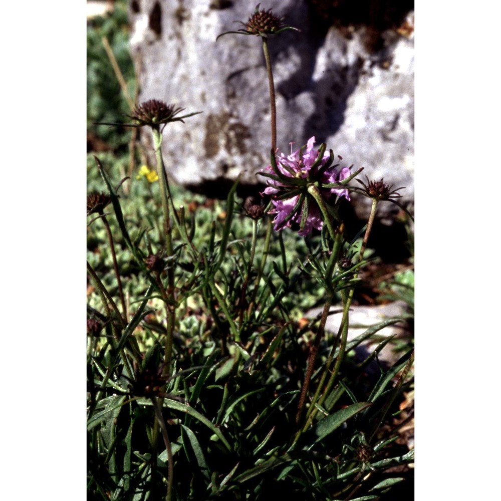 scabiosa vestina facchini ex w. d. j. koch