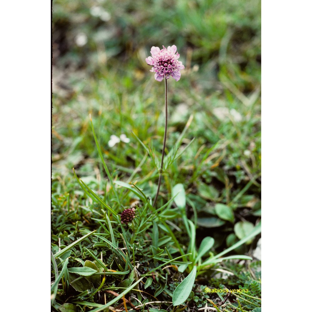 scabiosa vestina facchini ex w. d. j. koch