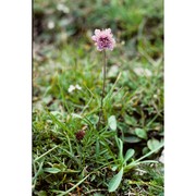 scabiosa vestina facchini ex w. d. j. koch