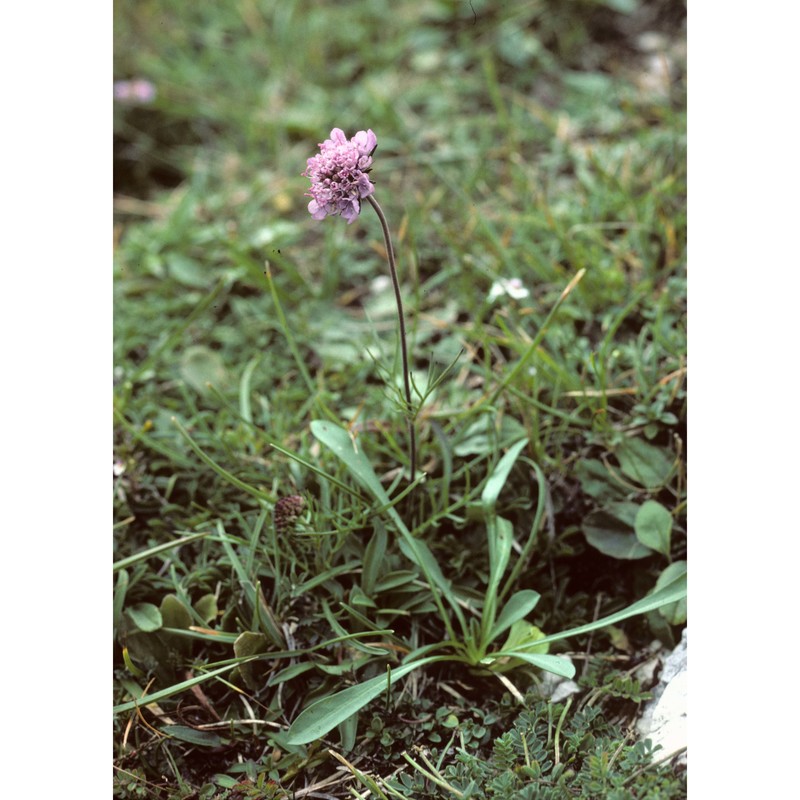 scabiosa vestina facchini ex w. d. j. koch