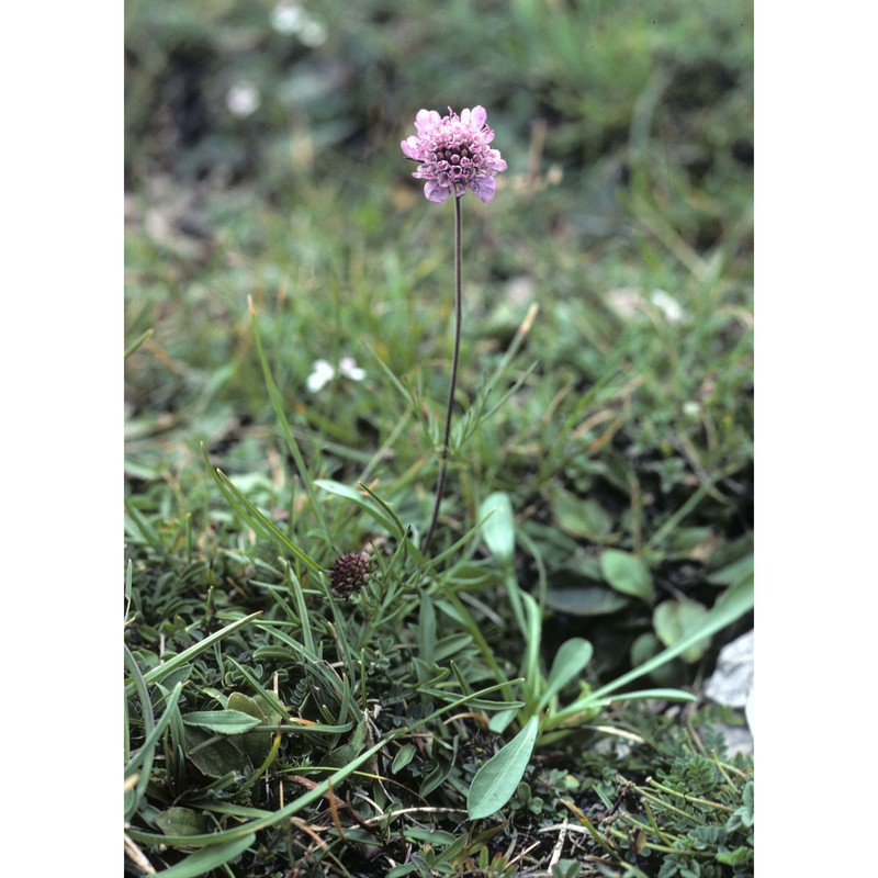 scabiosa vestina facchini ex w. d. j. koch