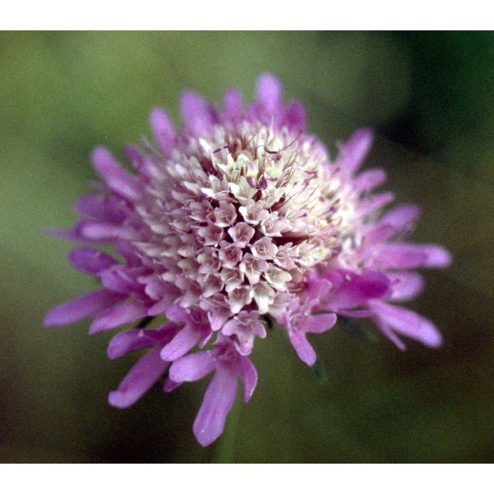 sixalix atropurpurea (l.) greuter et burdet