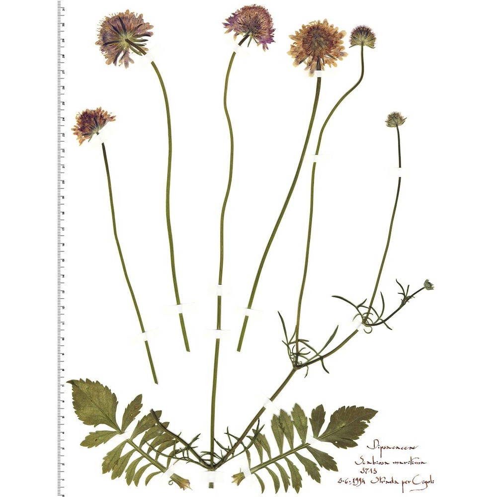 sixalix atropurpurea (l.) greuter et burdet