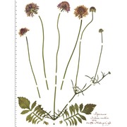 sixalix atropurpurea (l.) greuter et burdet