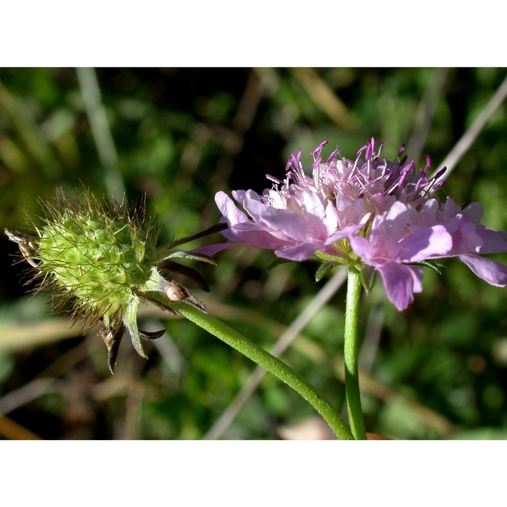 sixalix atropurpurea (l.) greuter et burdet