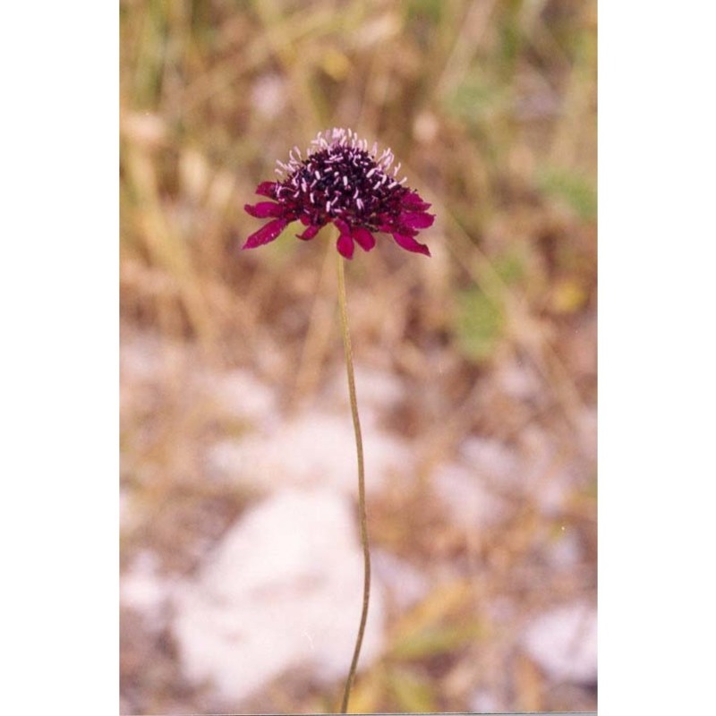 sixalix atropurpurea (l.) greuter et burdet