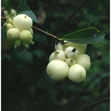 symphoricarpos rivularis suksd.