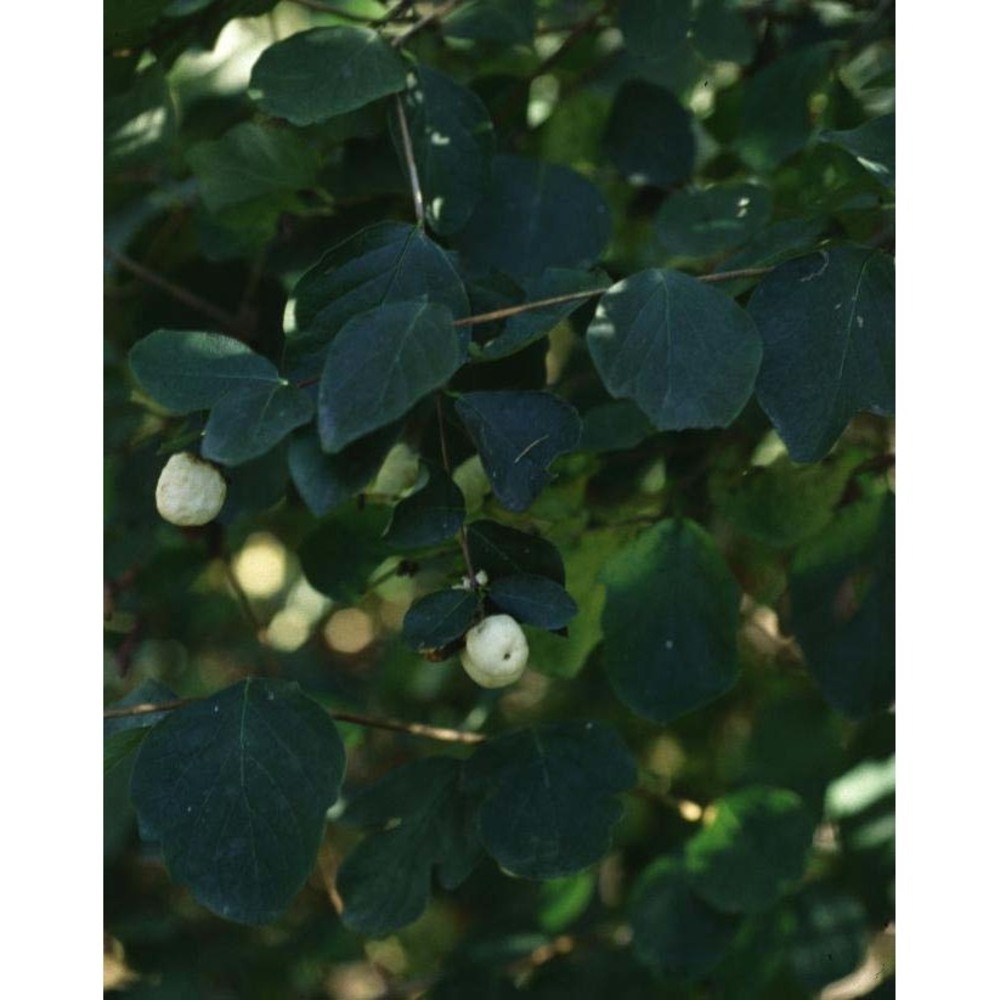 symphoricarpos rivularis suksd.