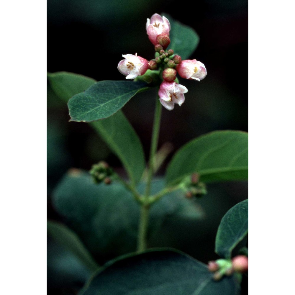 symphoricarpos rivularis suksd.