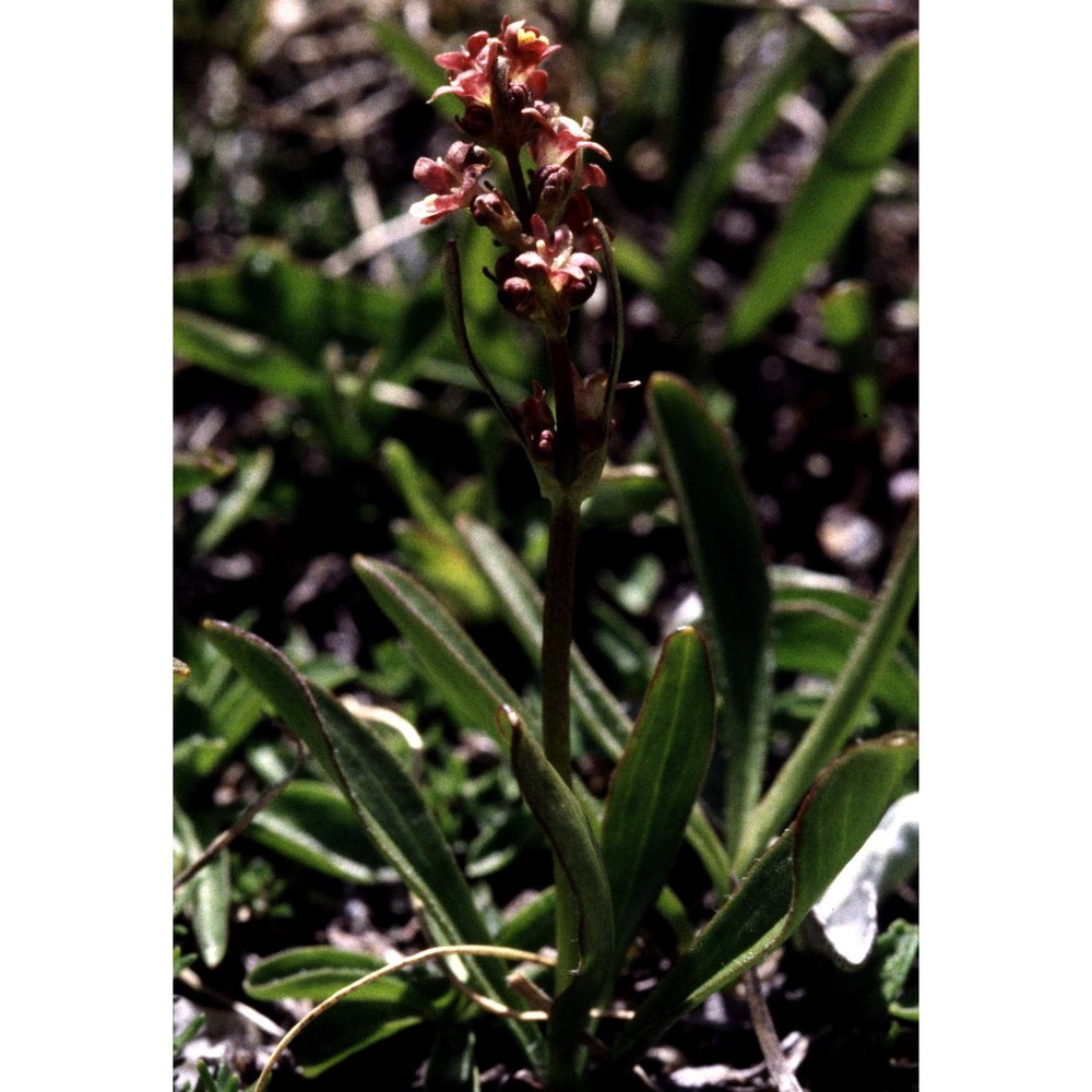 valeriana celtica l.