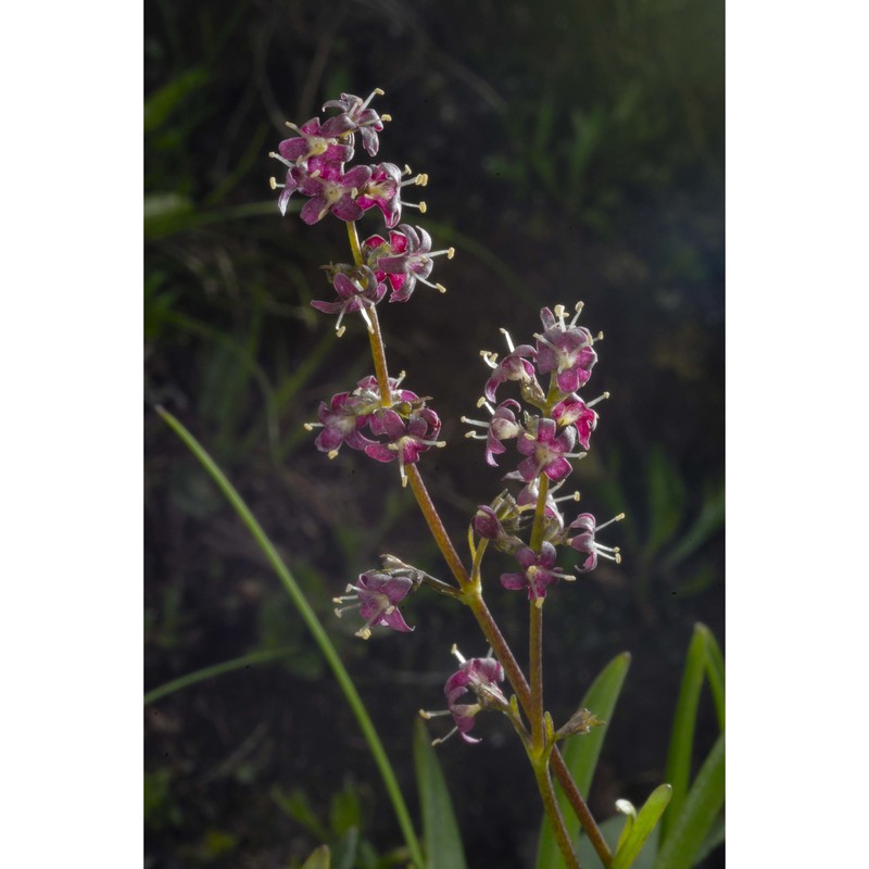 valeriana celtica l.